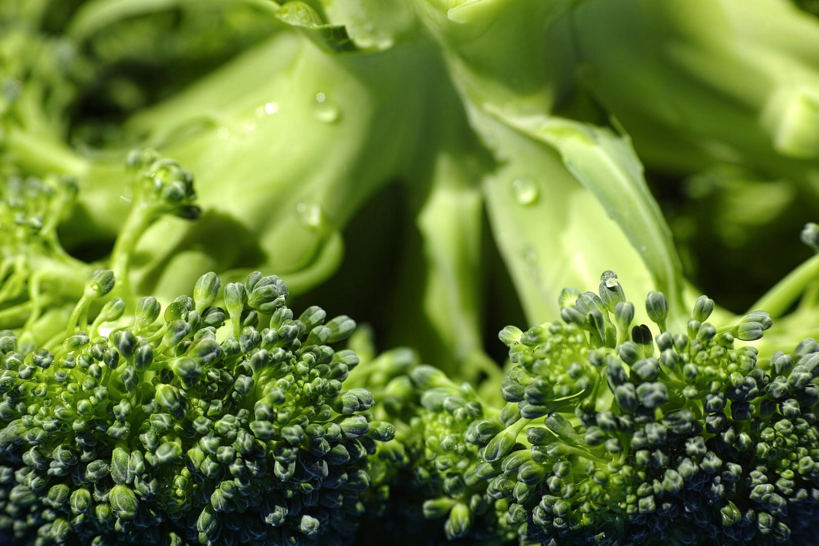 Broccoli Is Your Ultimate Ally For Optimal Health And Weight Loss